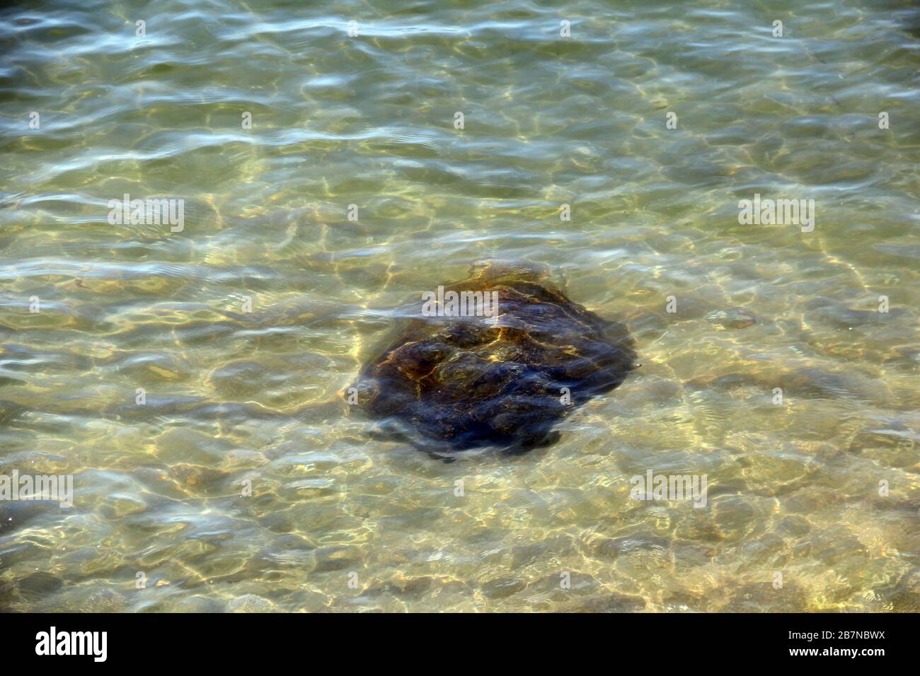 Appel til at være attraktiv have tillid Vejrudsigt Crystal clear sea water and superb clean, See rocks on the bottom of the  sea nature ocean, under water in beach clear and clean, Winter sea with  trave Stock Photo - Alamy