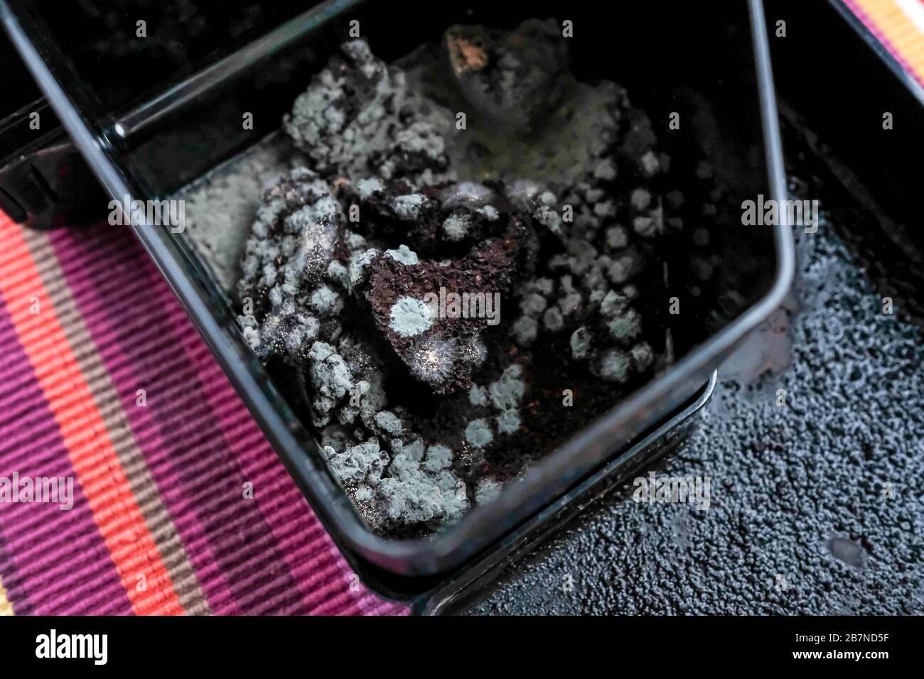 Mold on coffee. Black container of coffee machine. Top view, colored background. Stock Photo