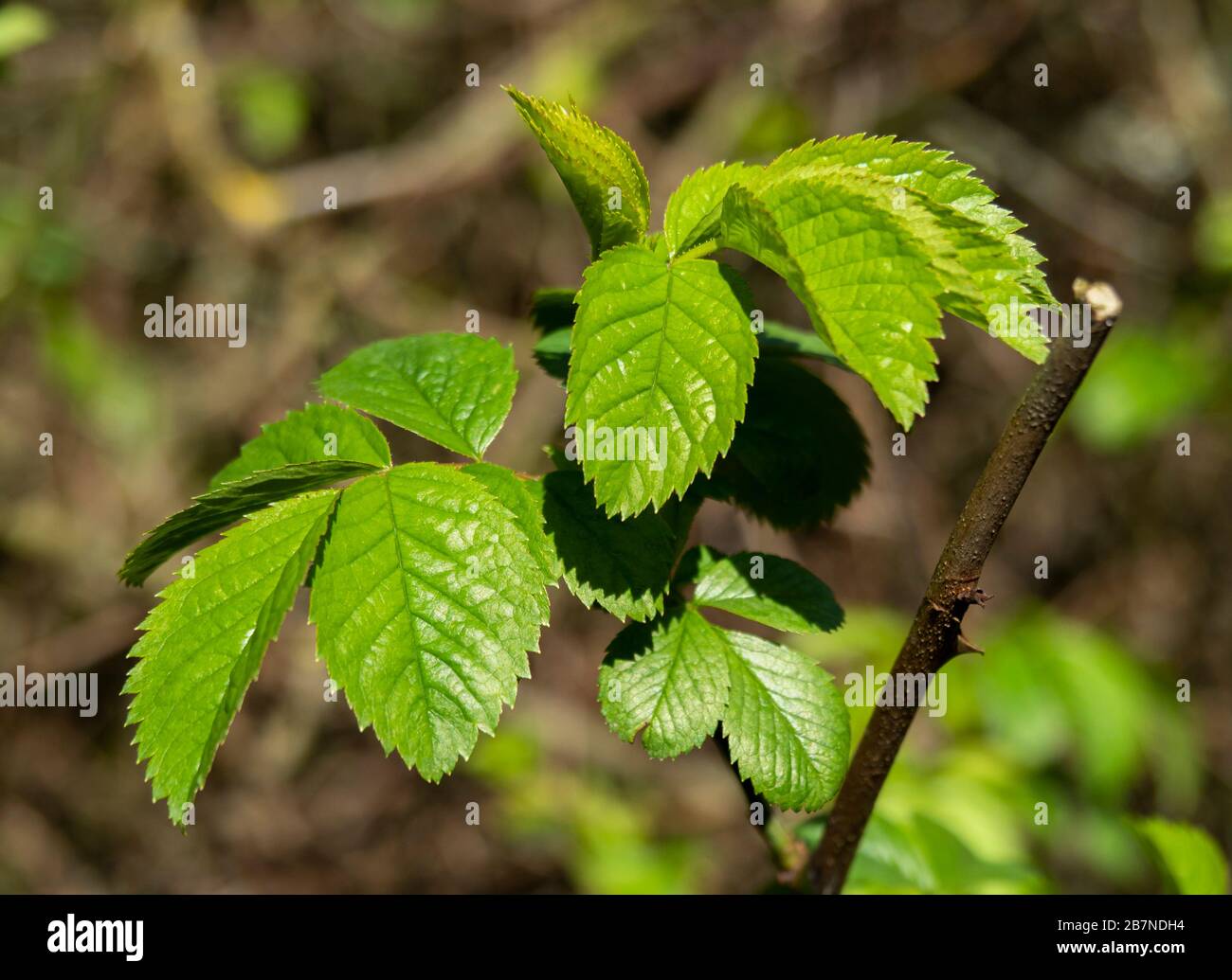 Fresh green leaves on an elm tree, Ulmus, catching spring sunlight Stock Photo