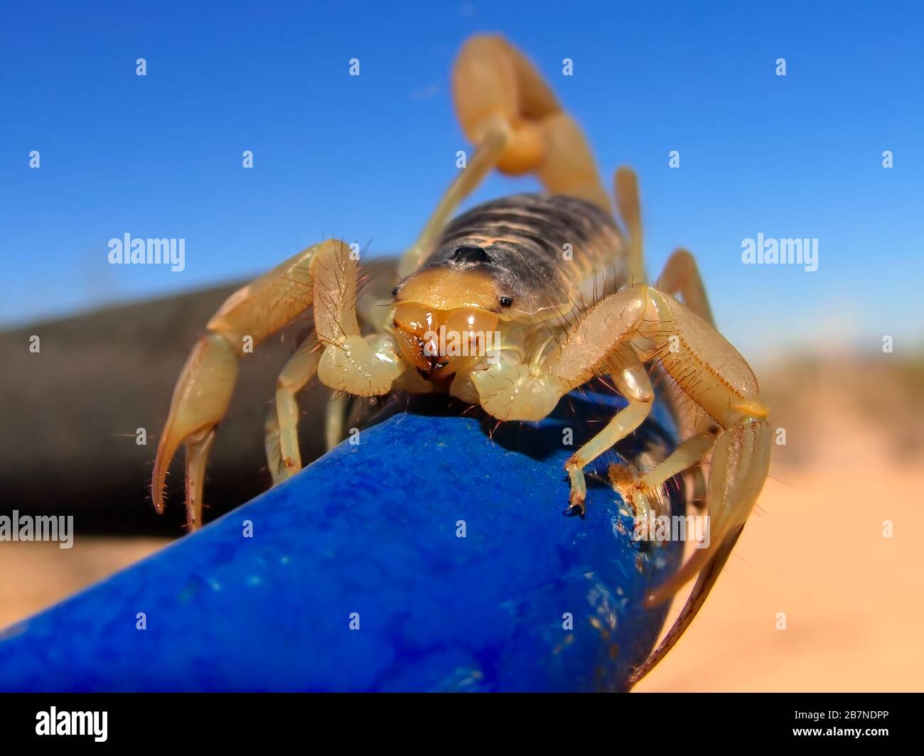 A closeup view of a Giant Hairy Scorpion native to Arizona climbing on a metal pipe. Stock Photo