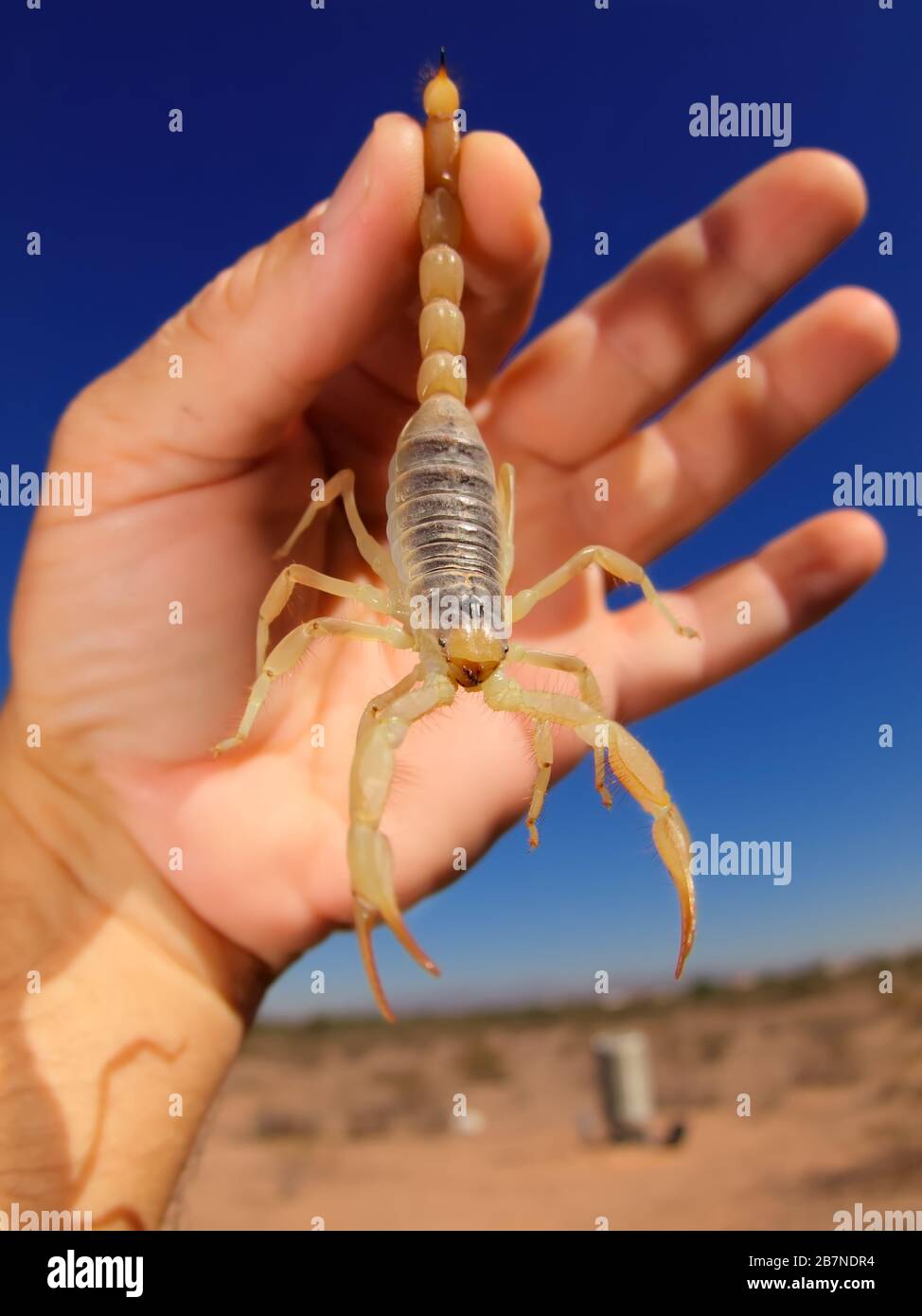 A Scorpion native to Arizona being held by its tail. Stock Photo