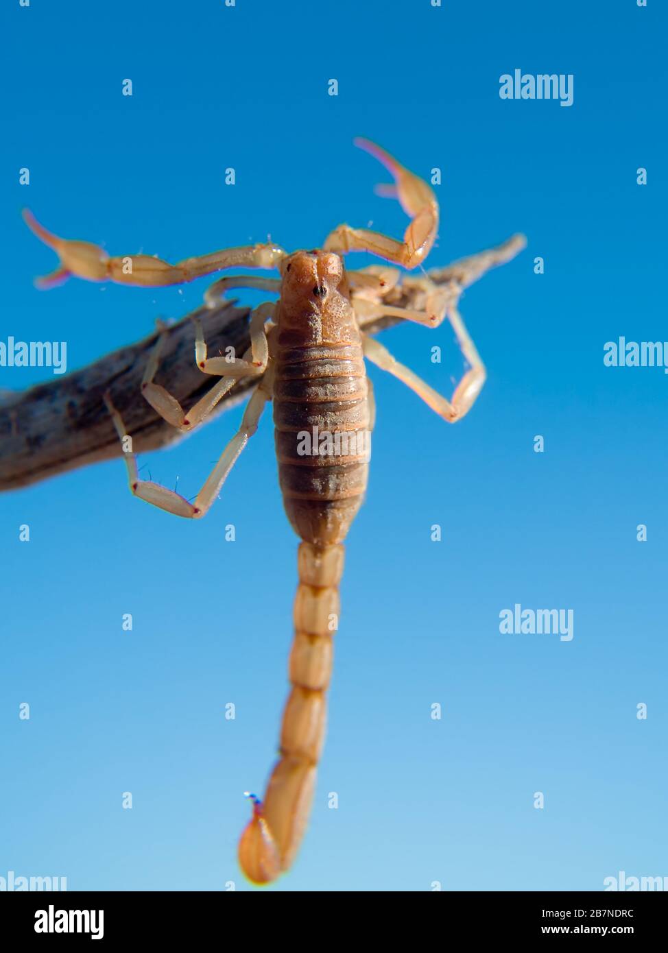 A Scorpion native to Arizona hanging onto a stick. Stock Photo