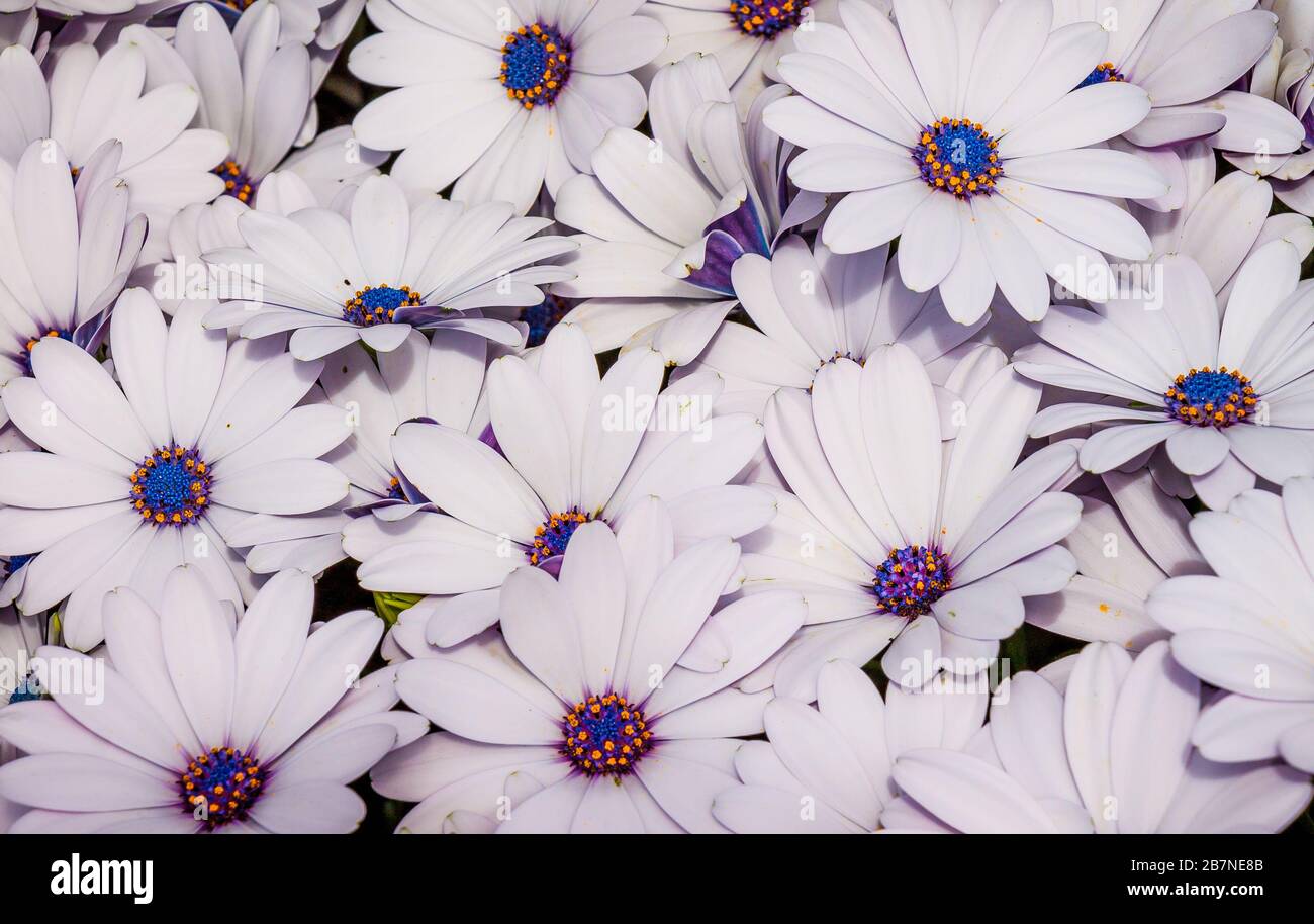 African Daisy Osteospermum Ecklonis White summer bedding in full flower Stock Photo