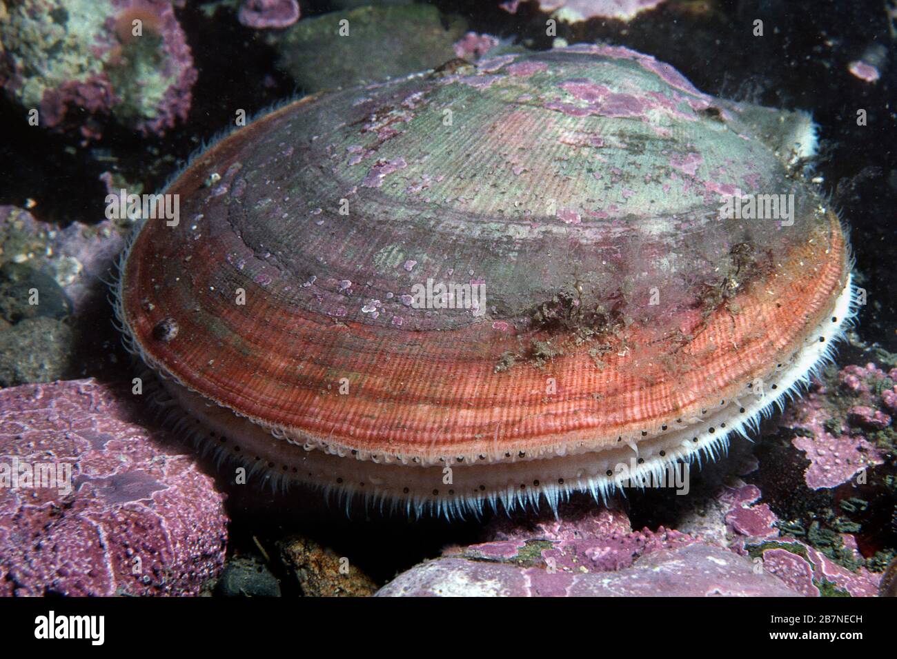 Atlantic Deep-sea scallop underwater in the St. Lawrence River in Canada Stock Photo