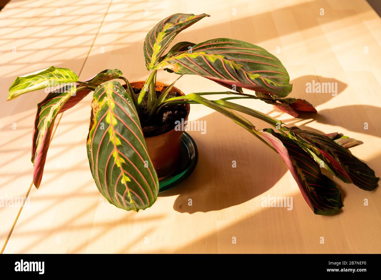 close up of green maranta plant in jar also know as leuconera, a common indoor decorative plant with natural light Stock Photo