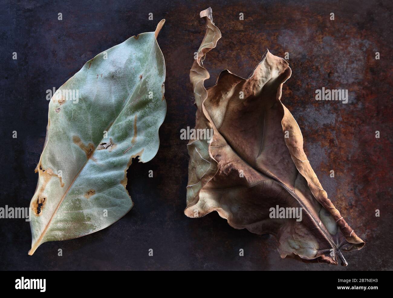 Two text leaves hi-res stock photography and images - Alamy