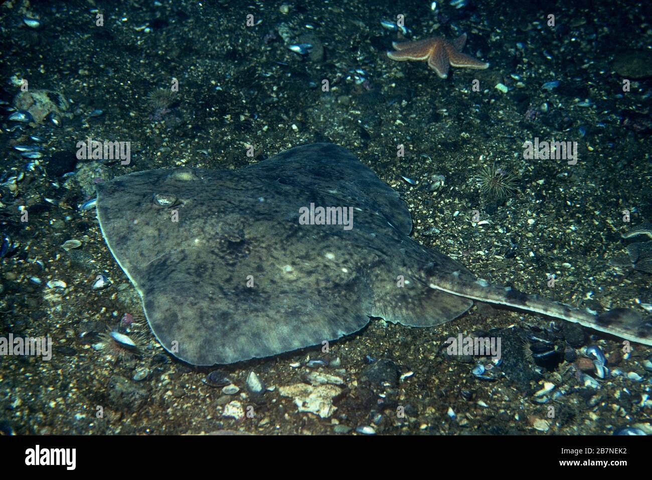 Thorny Skate underwater in the St. Lawrence River in Canada Stock Photo