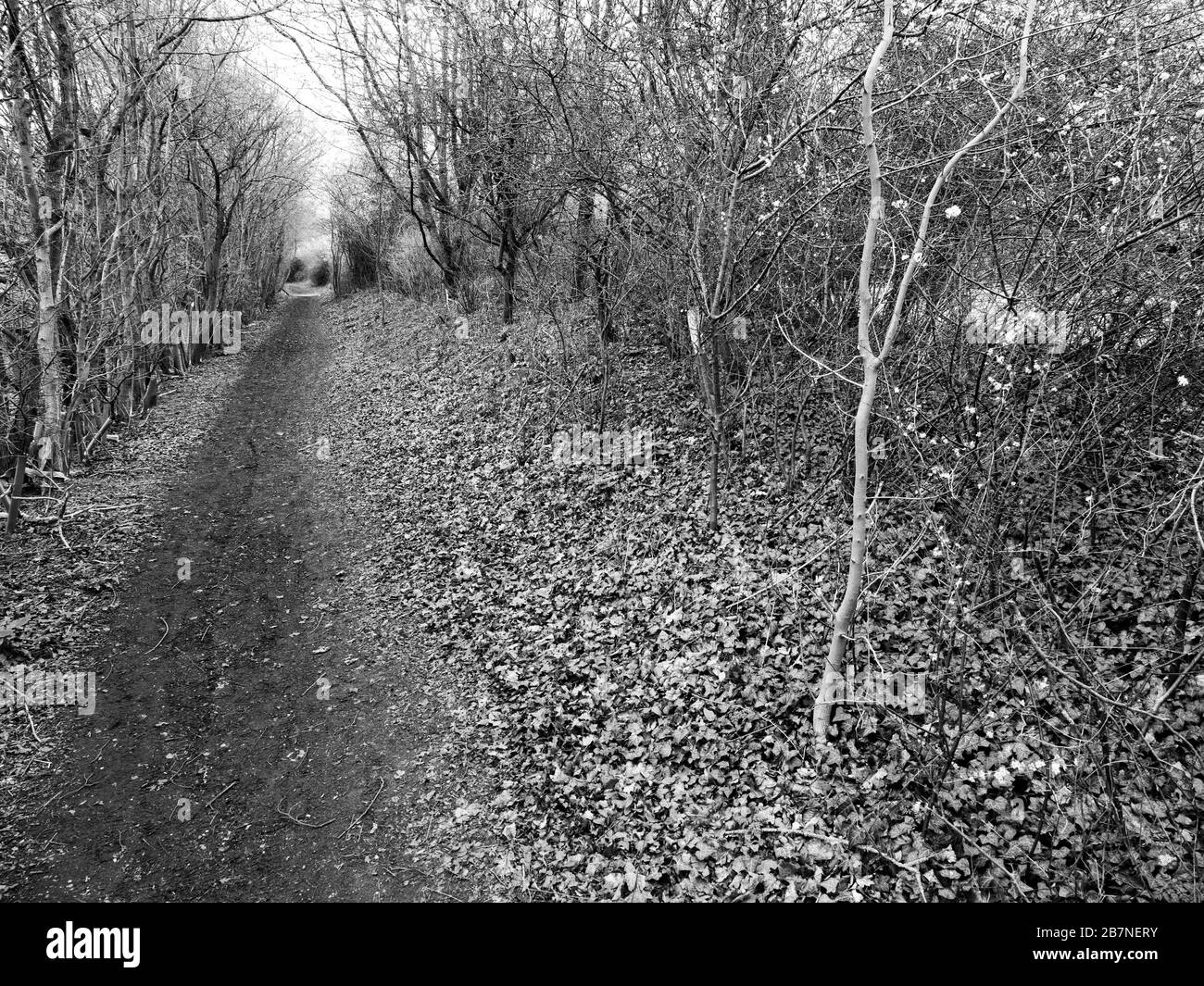 Black and White Landscape, of The Ridgeway National Trail, Footpath