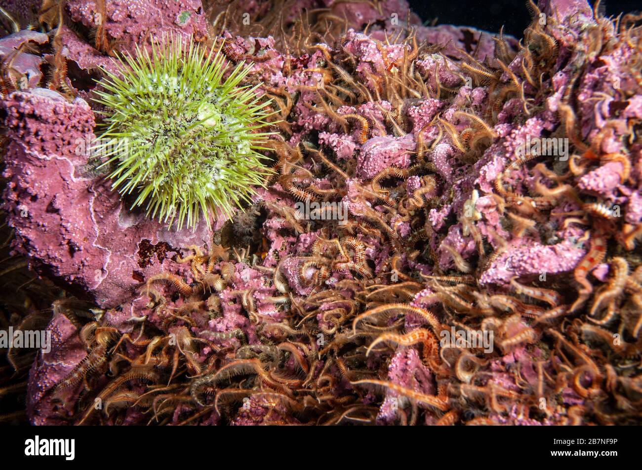 Brittle Sea Star underwater in the St. Lawrence in Canada Stock Photo