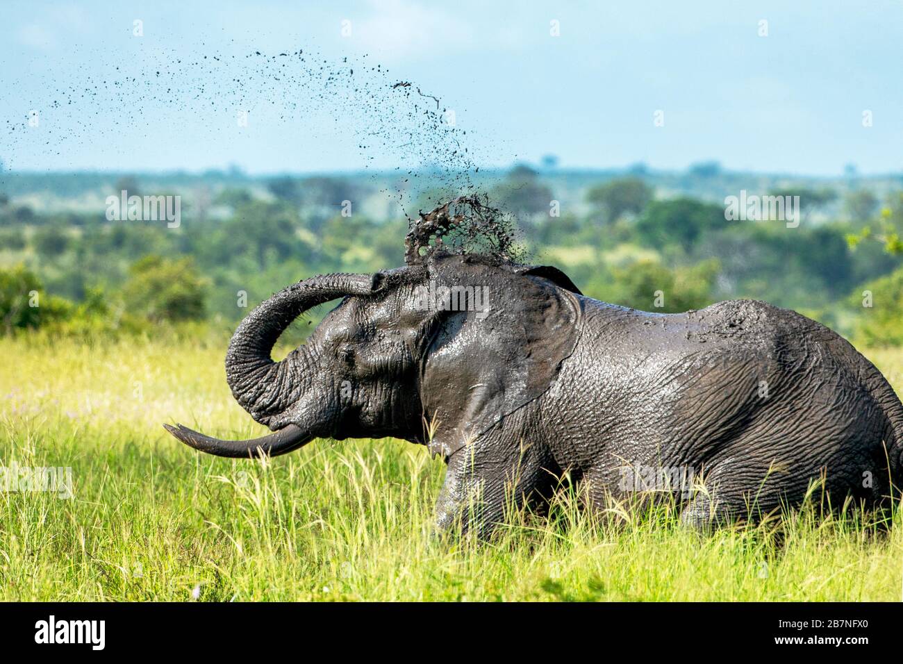 African Elephant taking a mud bath in the Kruger National Park, South Africa Stock Photo