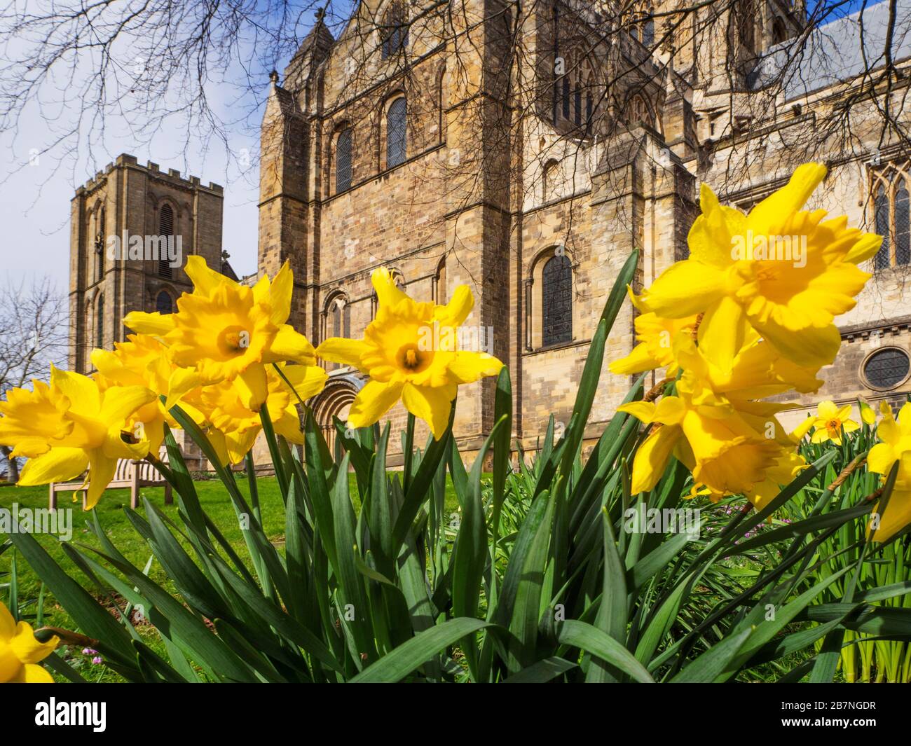Daffodils in bloom at Ripon Cathedral in spring Ripon North Yorkshire England Stock Photo