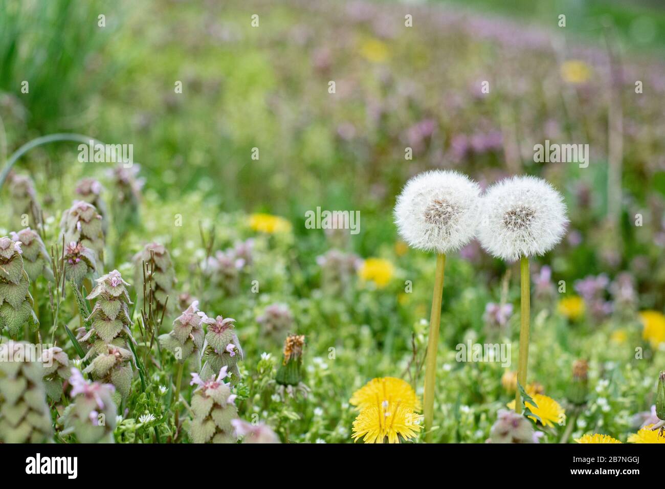 Clover lawn weed hires stock photography and images Alamy