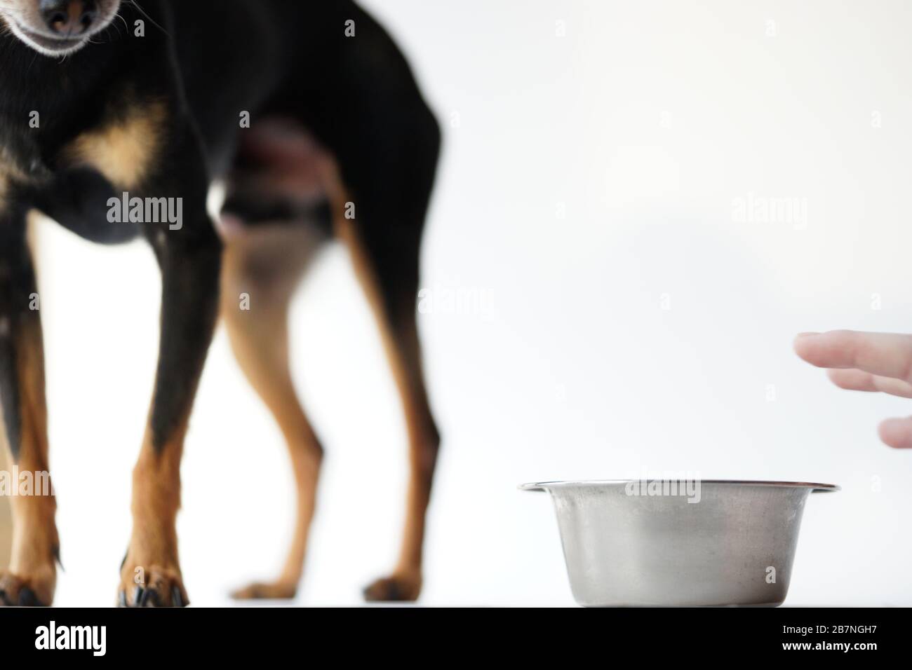 360 dog water bowl Cats Dogs Pets Rice Bowls Automatic Water Bowls  CAPTURE360