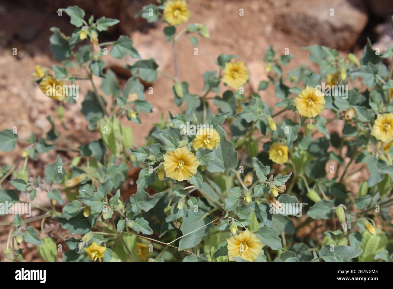 Yellow Nightshade Groundcherry, Physalis Crassifolia, Southern Mojave Desert native, blooms yellow when Spring warms Joshua Tree National Park. Stock Photo