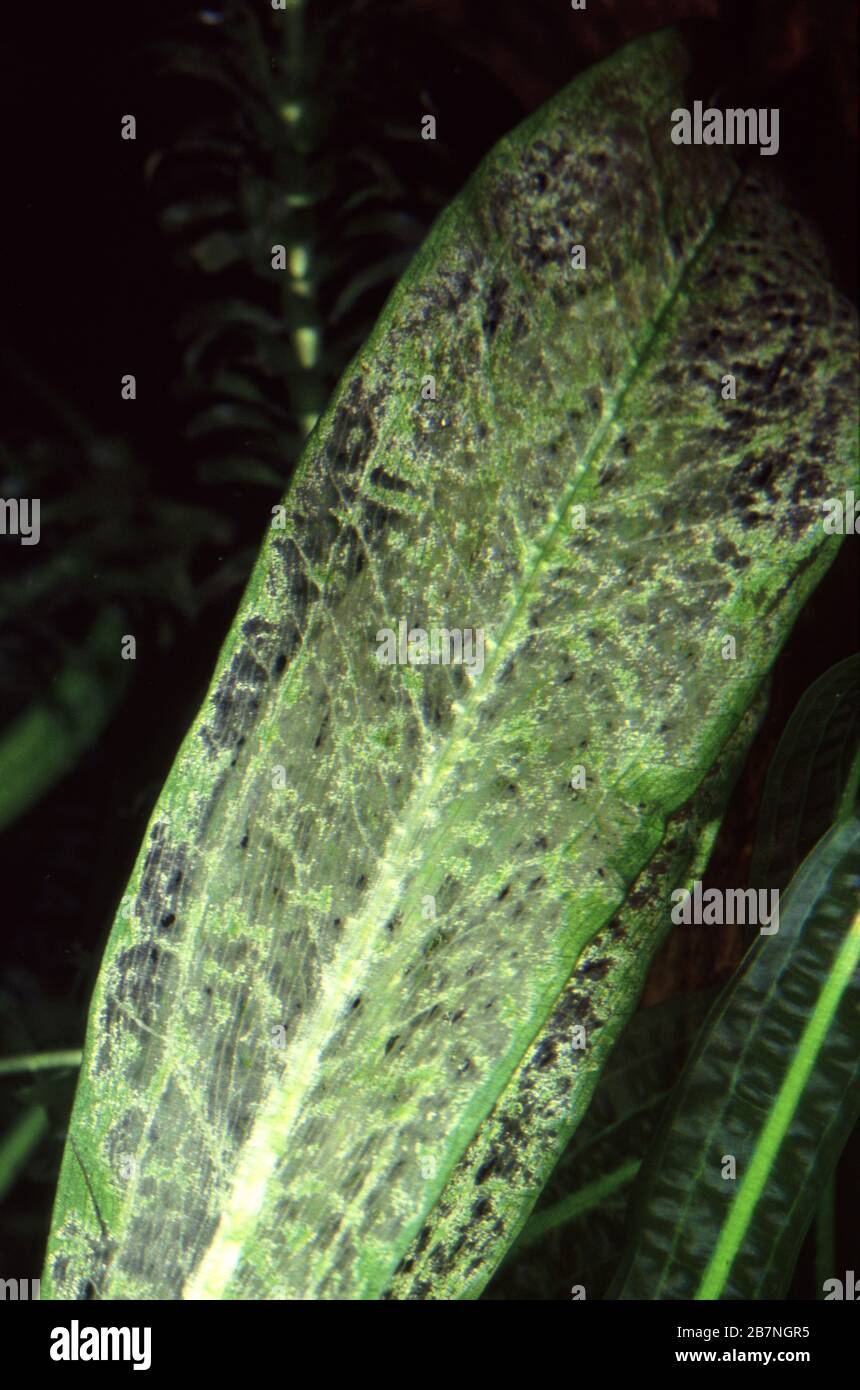 Leaf of Echinodorus chewed by a suckermouth catfish (Pleco) Stock Photo