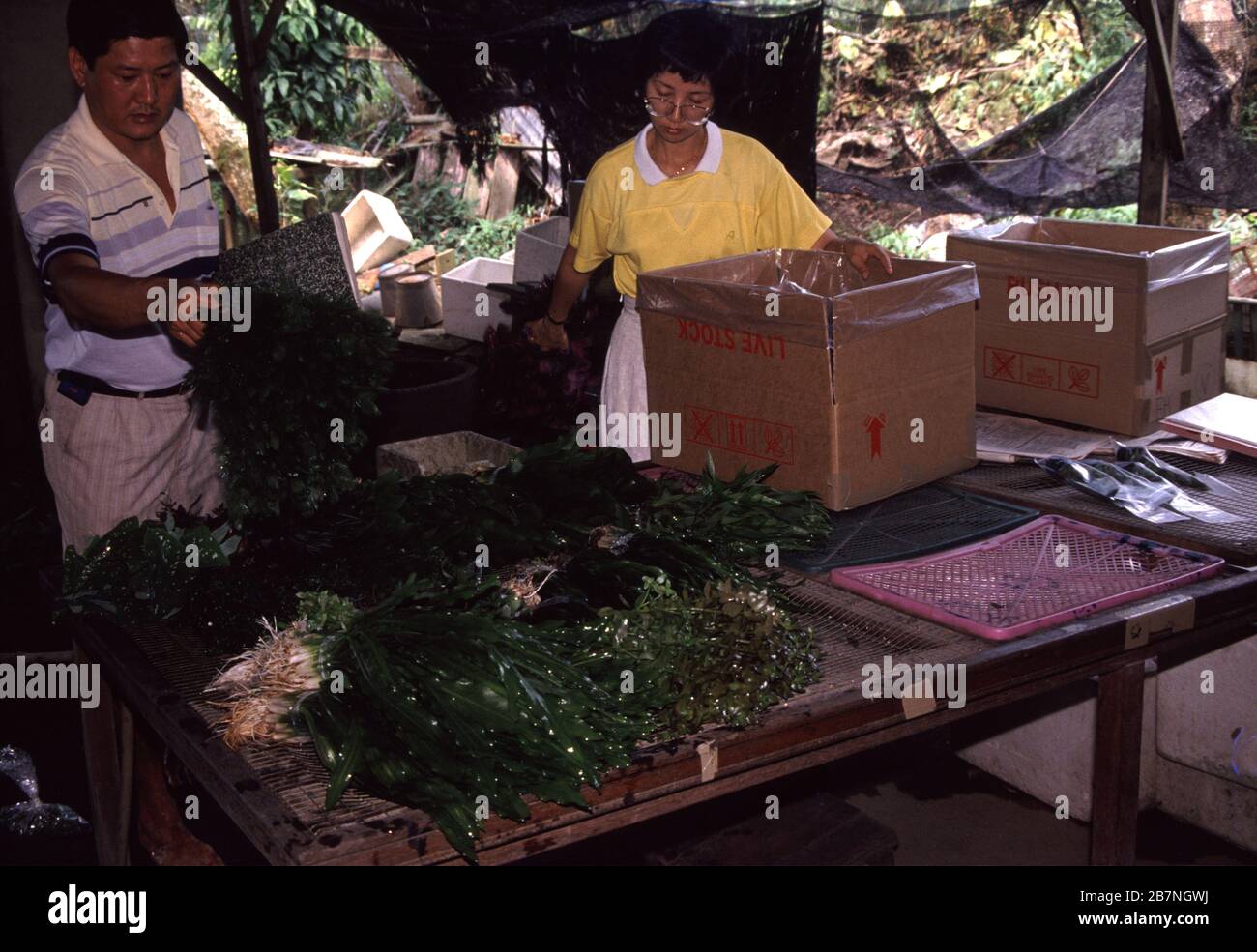 Exporting aquarium plants from a Singapore's warehouse Stock Photo Alamy