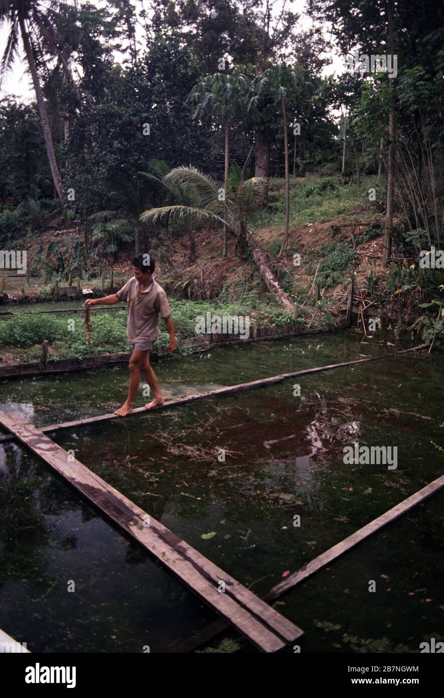 SingaporeMalay nursery aquarium plants Stock Photo Alamy