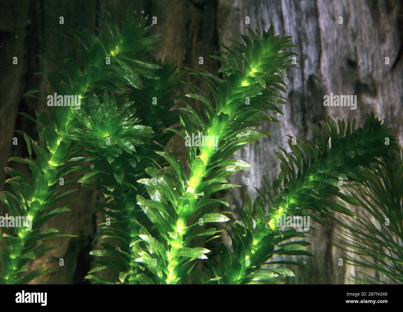 Leafy or Brazilian waterweed, Egeria densa Stock Photo