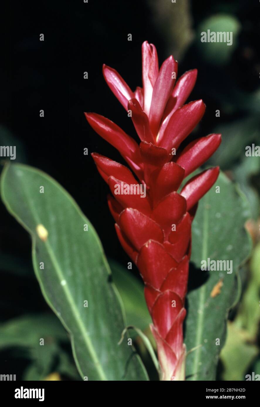 Indian head ginger hires stock photography and images Alamy