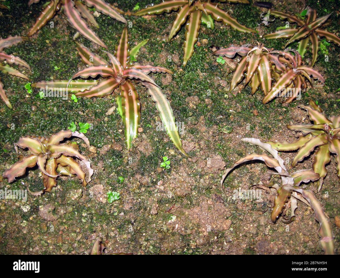 Earth star, Cryptanthus bivittatus Stock Photo