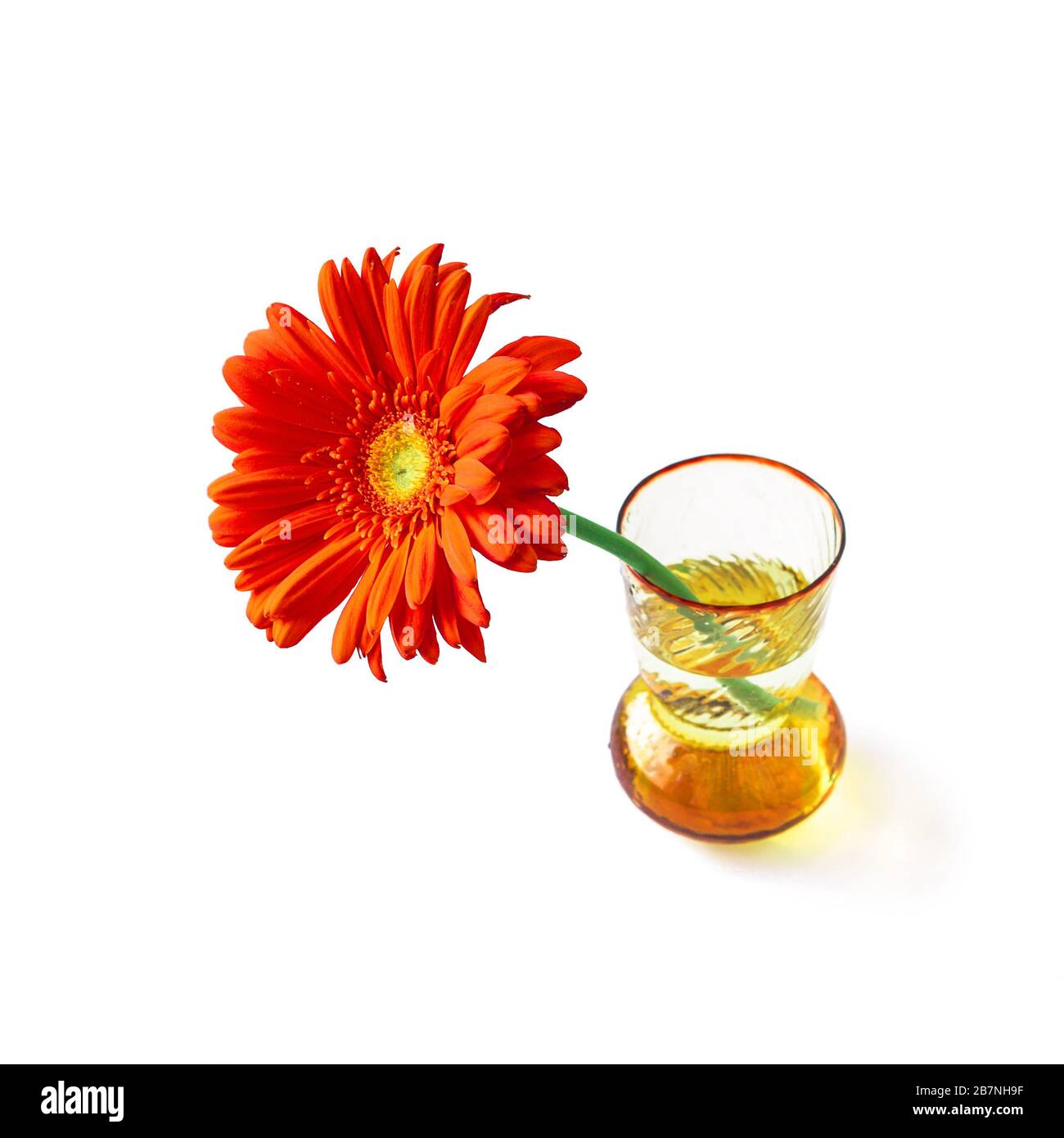 Orange gerbera in vase isolated on white background for decoration design. Single Spring Flower cut out on backdrop. One Bright daisy like romance gift in glass pot. Floral Home decor stock picture. Stock Photo