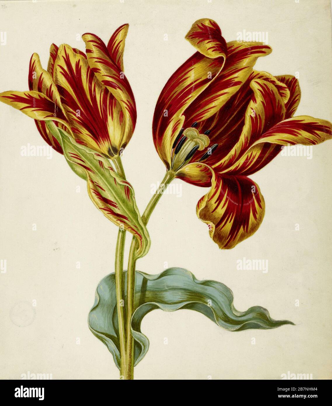 Tulip, c. 1660. Found in the Collection of Staatliche Museen, Berlin. Stock Photo