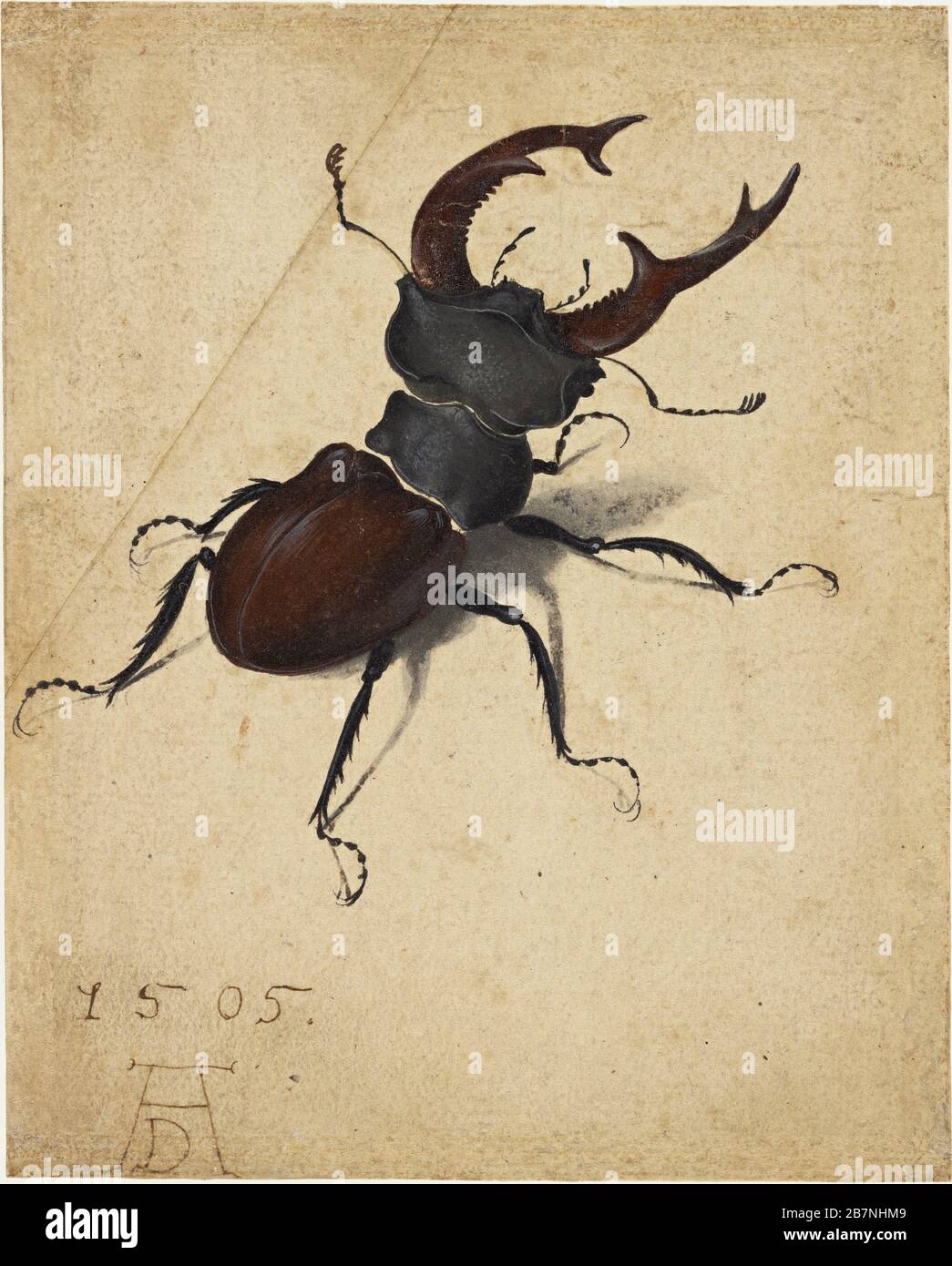 Stag Beetle, 1505. Found in the Collection of J. Paul Getty Museum, Los Angeles. Stock Photo