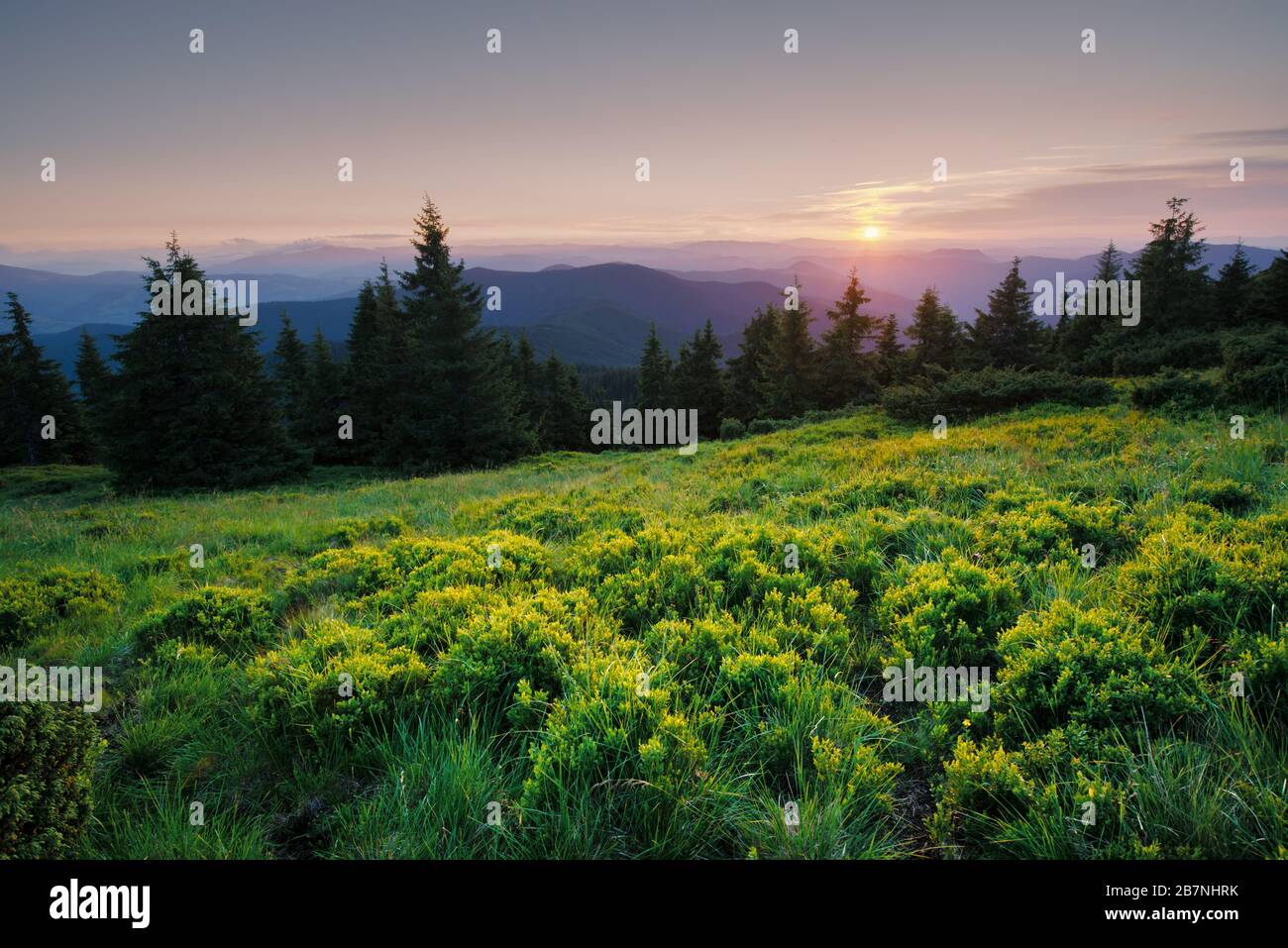 Lush green grass covered mountains meadow in summer time. Soft sunrise ...