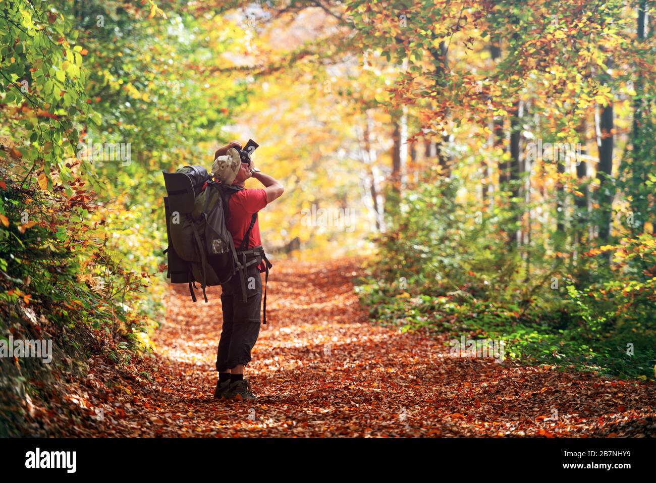 Photographer taking photo of autumn forest with orange trees. Landscape photography Stock Photo