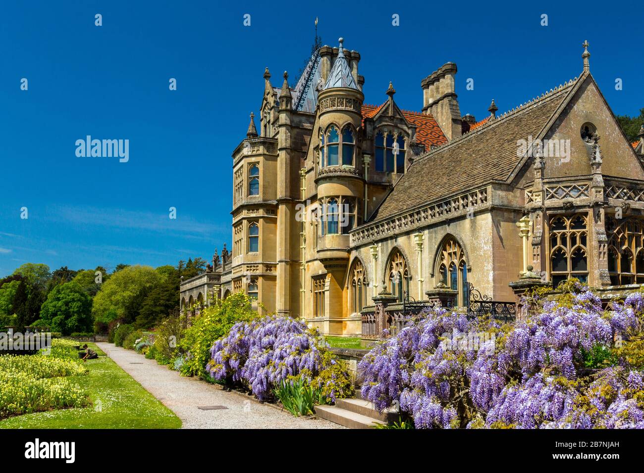 A colourful display of wisteria in the garden at Tyntesfield House, North Somerset, England, UK Stock Photo