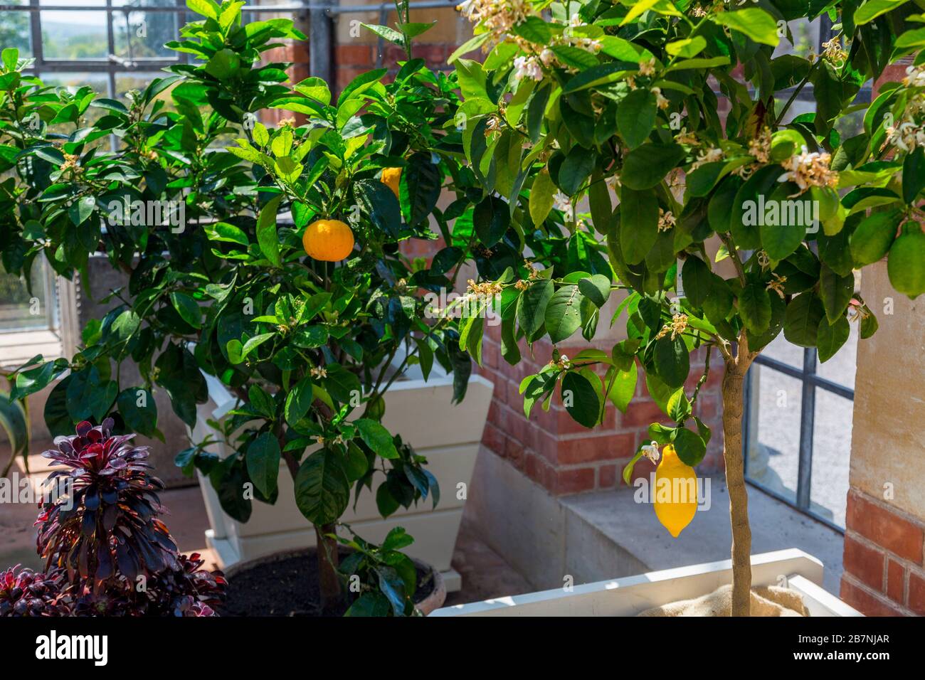 Oranges and lemons growing in the Victorian Orangery at Tyntesfield