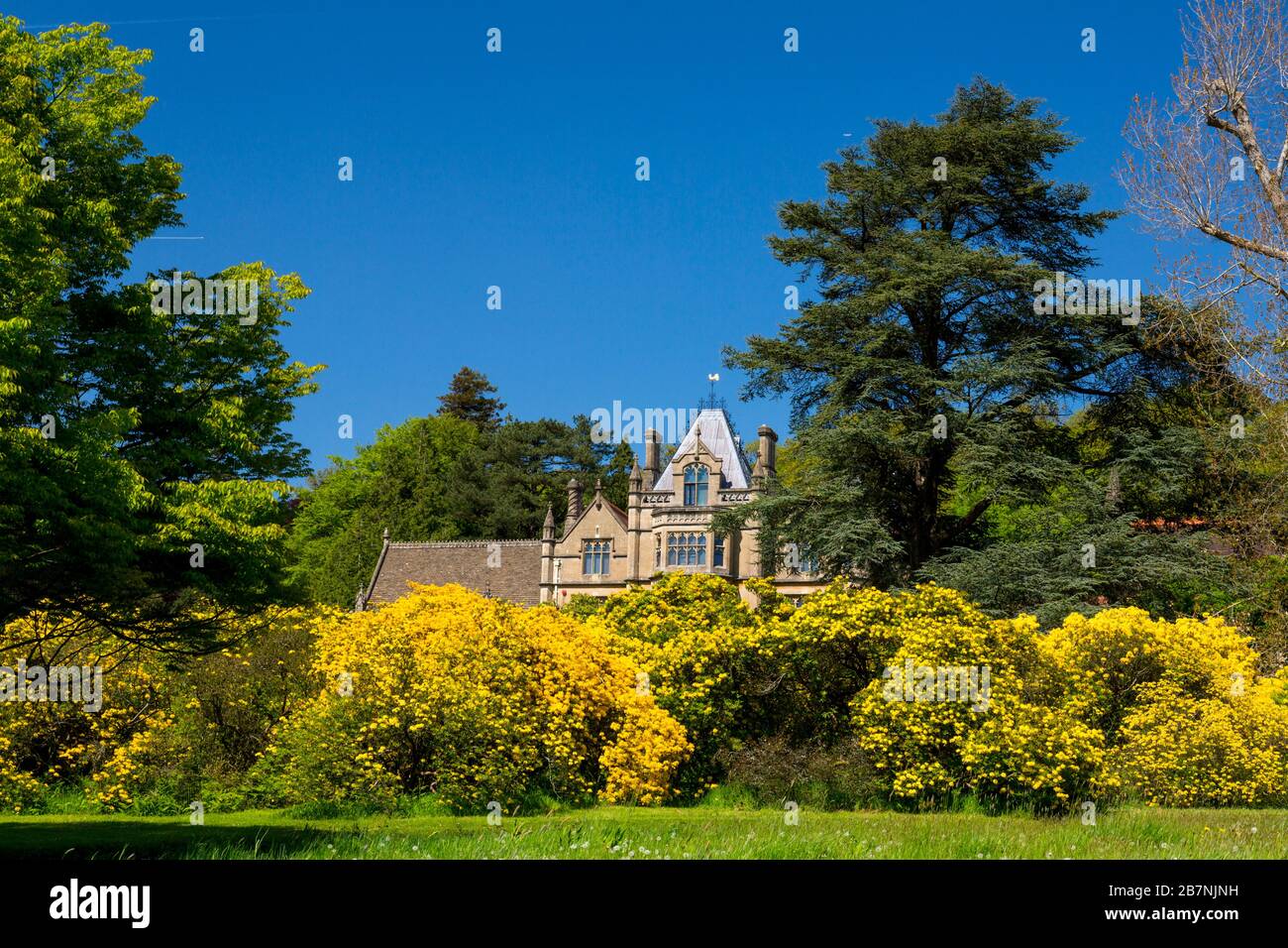 Victorian Gothic Revival architecture and colourful azaleas at Tyntesfield House, nr Wraxall, North Somerset, England, UK Stock Photo