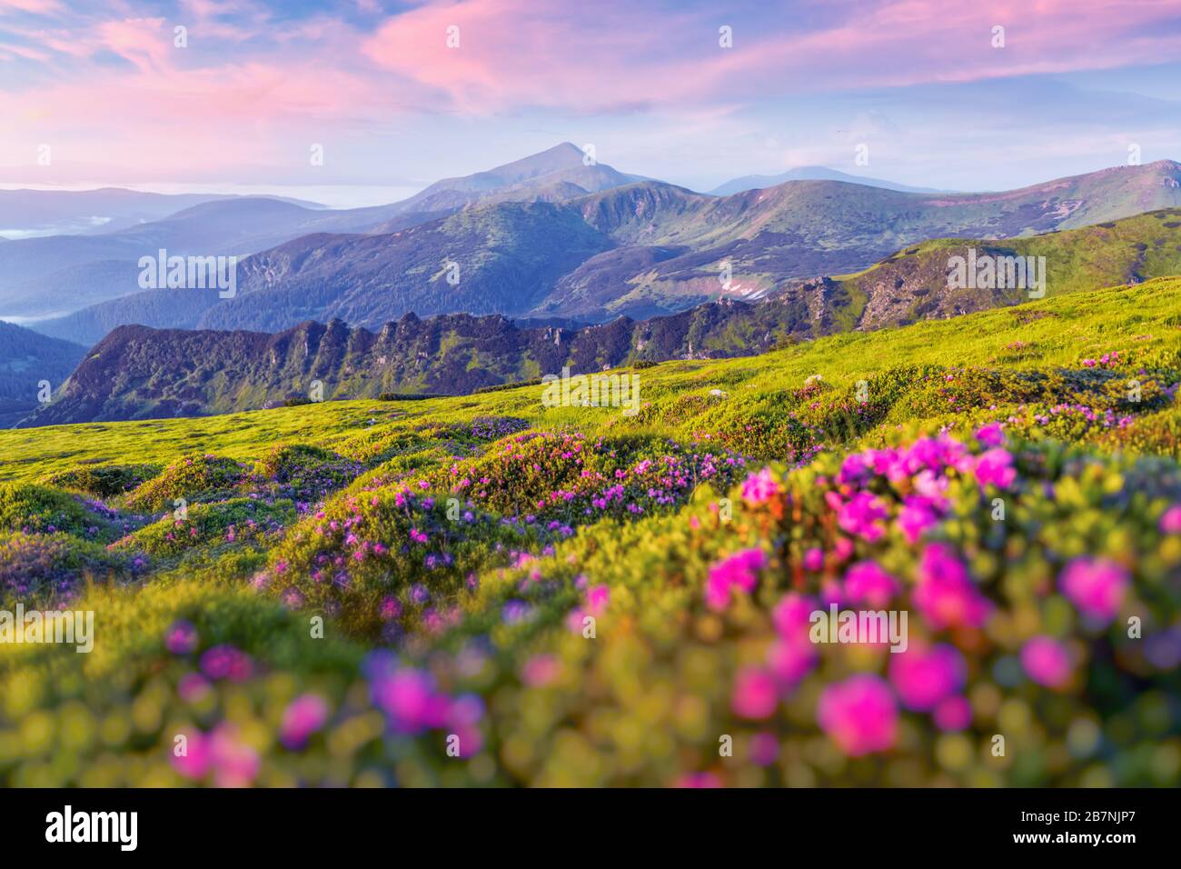 Rhododendron flowers covered mountains meadow in summer time. Purple sunrise light glowing on a foreground. Landscape photography Stock Photo