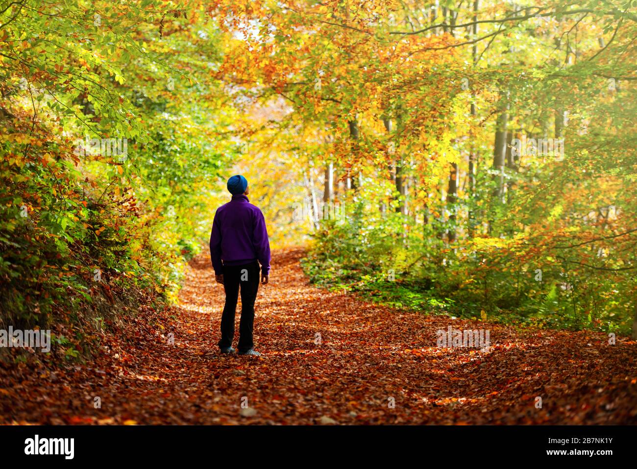 Man Walking In Autumn Forest With Orange Trees Landscape Photography Stock Photo Alamy