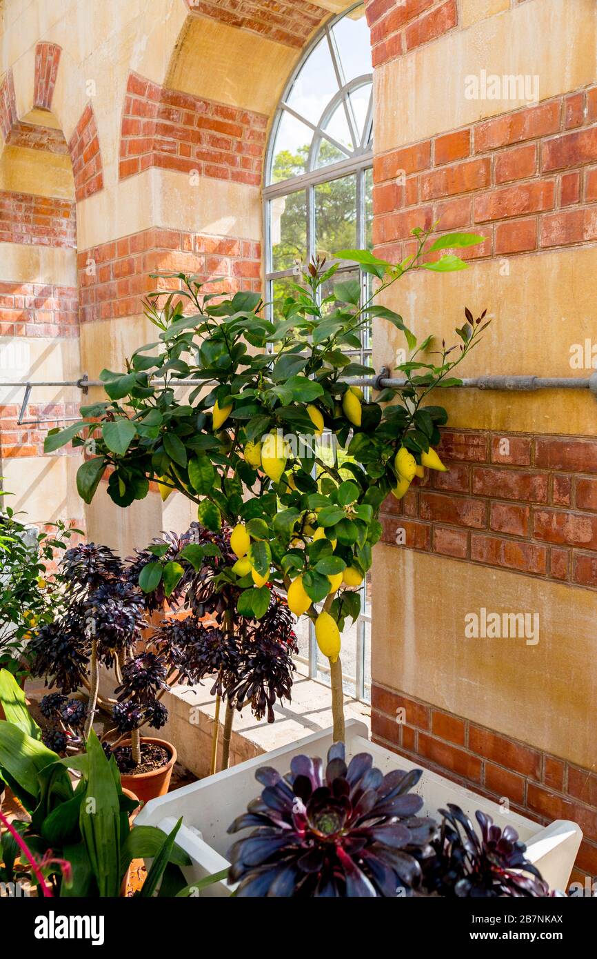 Victorian orangery hi-res stock photography and images - Alamy