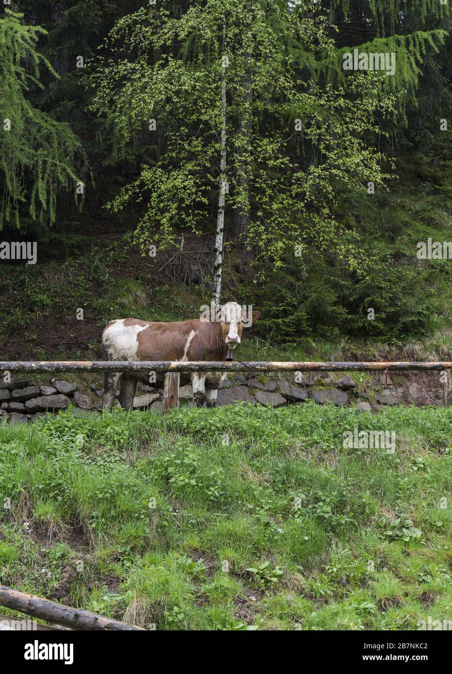 cows grazing in a meadow Stock Photo - Alamy