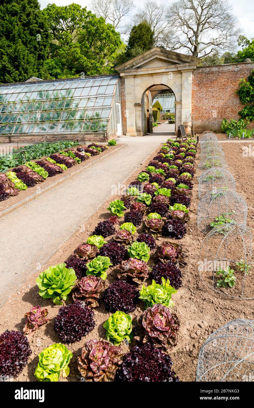 An impressive and colourful crop of lettuce varieties in the walled kitchen garden at Tyntesfield House, nr Wraxall, North Somerset, England, UK Stock Photo