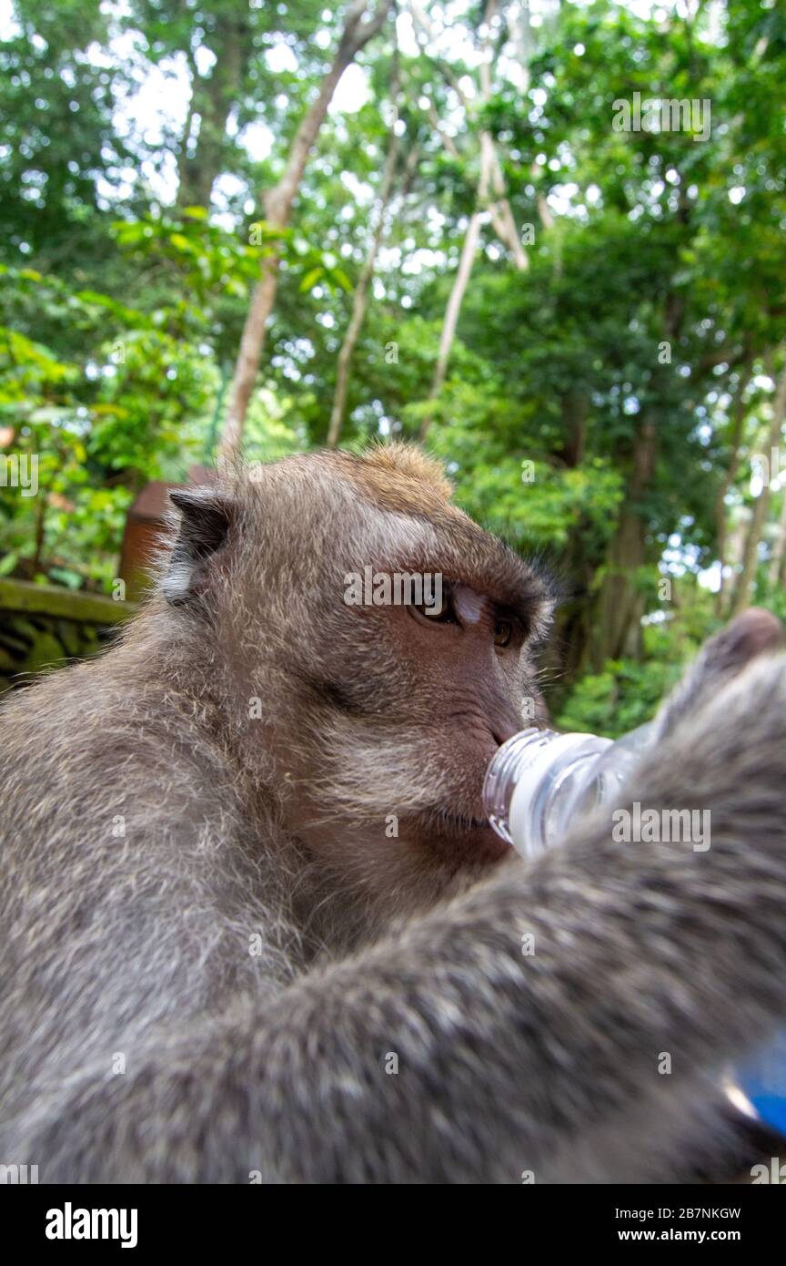 Longtailed Macaque (Macaca fascicularis). Monkey drink water from a