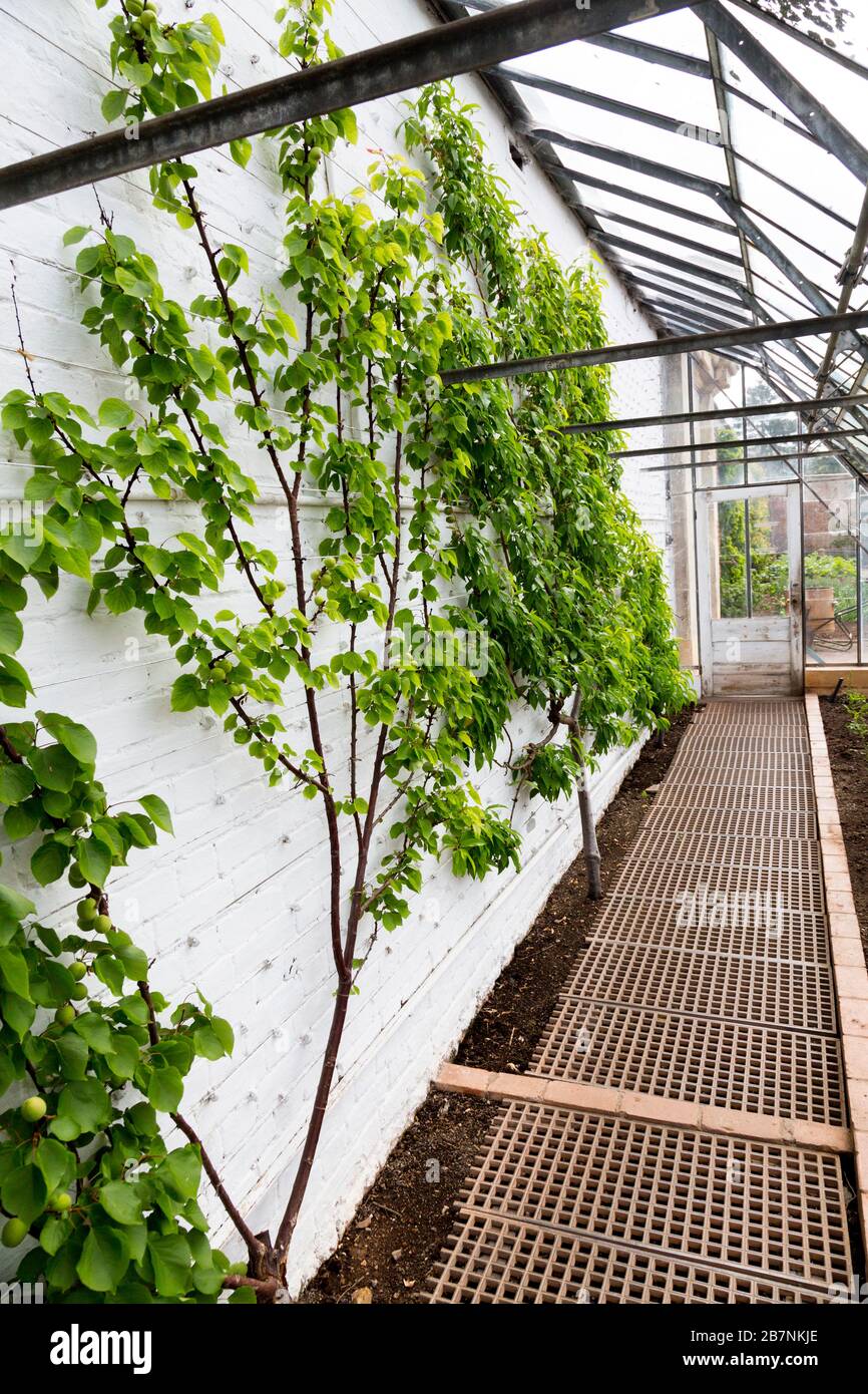 Nectarines and other tender soft fruit growing in a lean-to glasshouse in the walled garden at Tyntesfield House, nr Wraxall, North Somerset, England Stock Photo