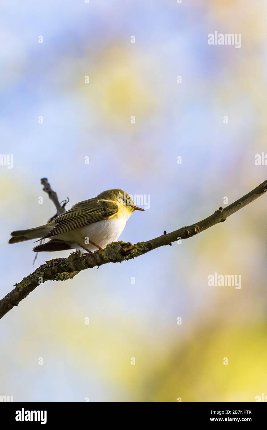 Wood Warbler sitting on a tree branch in the forest Stock Photo - Alamy
