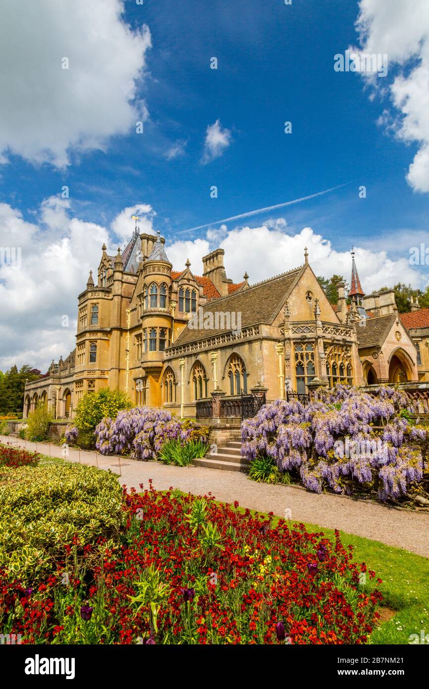 A colourful display of wisteria and wallflowers  in the garden at Tyntesfield House, North Somerset, England, UK Stock Photo