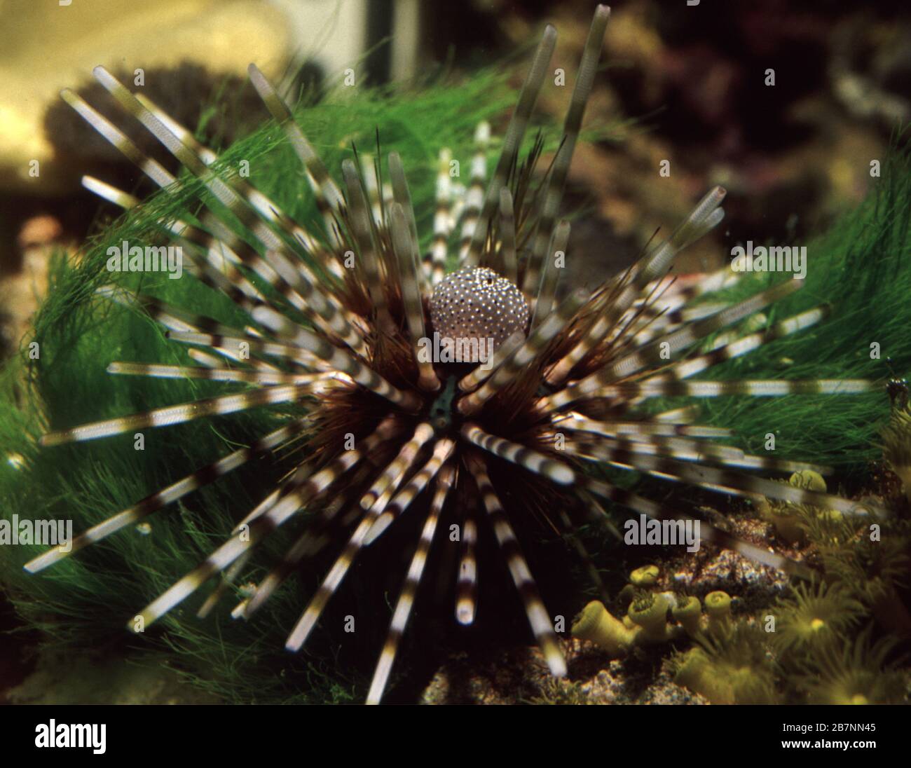 Savigny's longspine sea urchin, Diadema savignyi Stock Photo Alamy