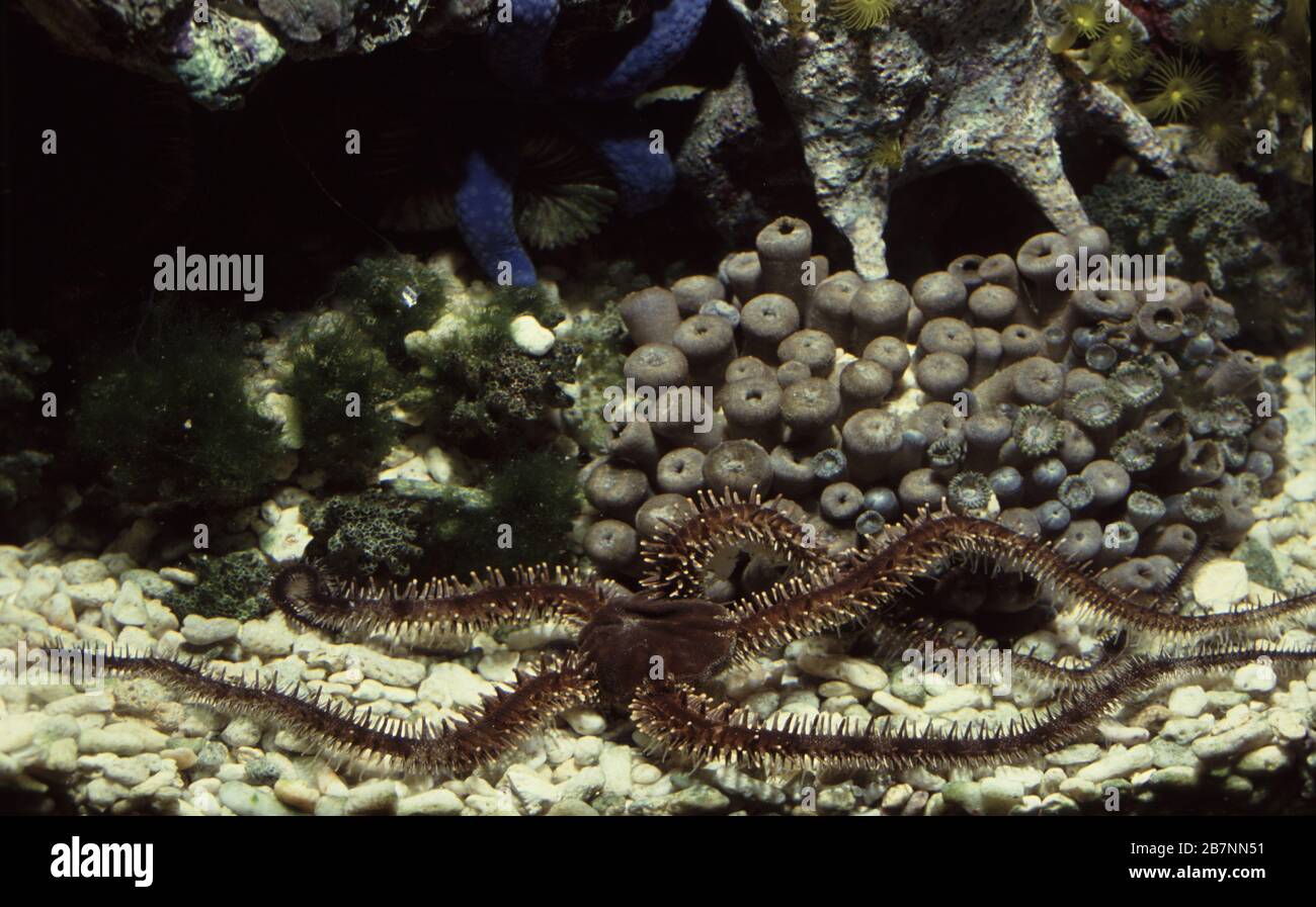 Tropical brittle star, Ophiocoma scolopendrina Stock Photo