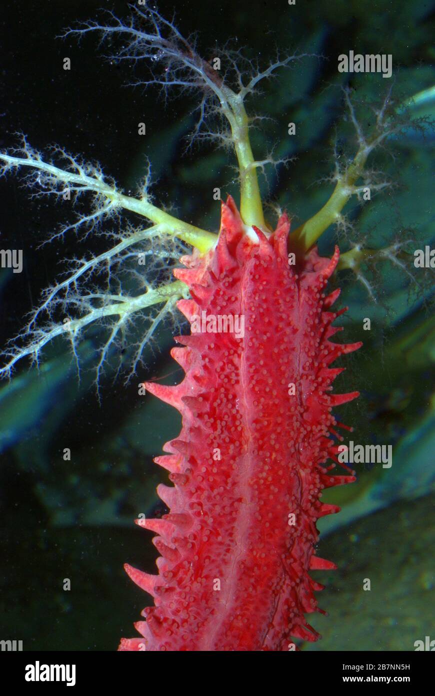 Red box sea cucumber, Cercodemas anceps Stock Photo