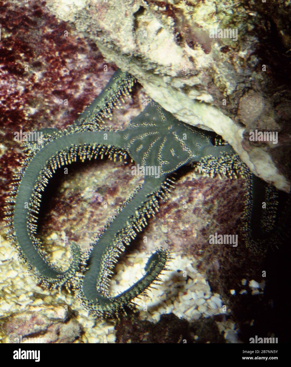 Green brittle star, Ophiarachna incrassata Stock Photo