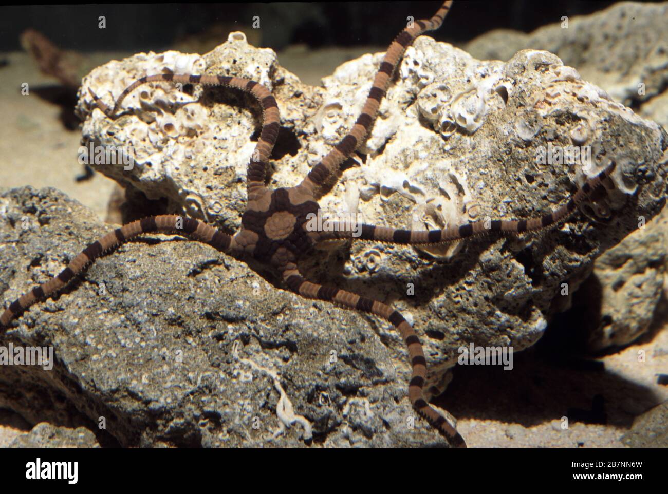 Banded brittle star, Ophiolepis superba Stock Photo