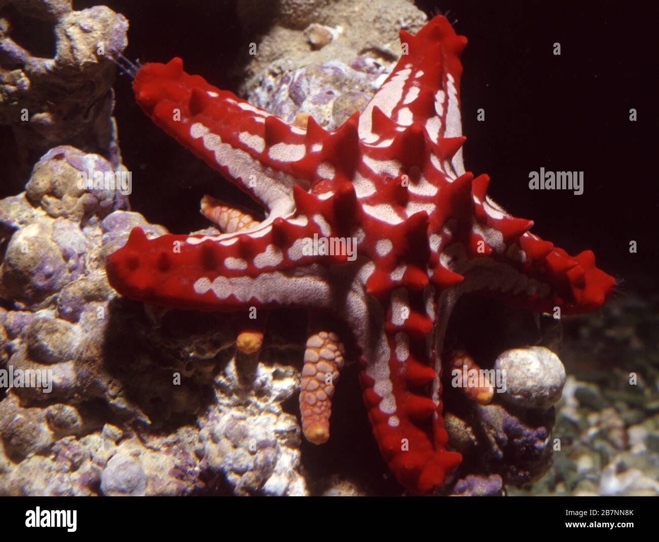 Red Knob Sea Star, Protoreaster linckii Stock Photo