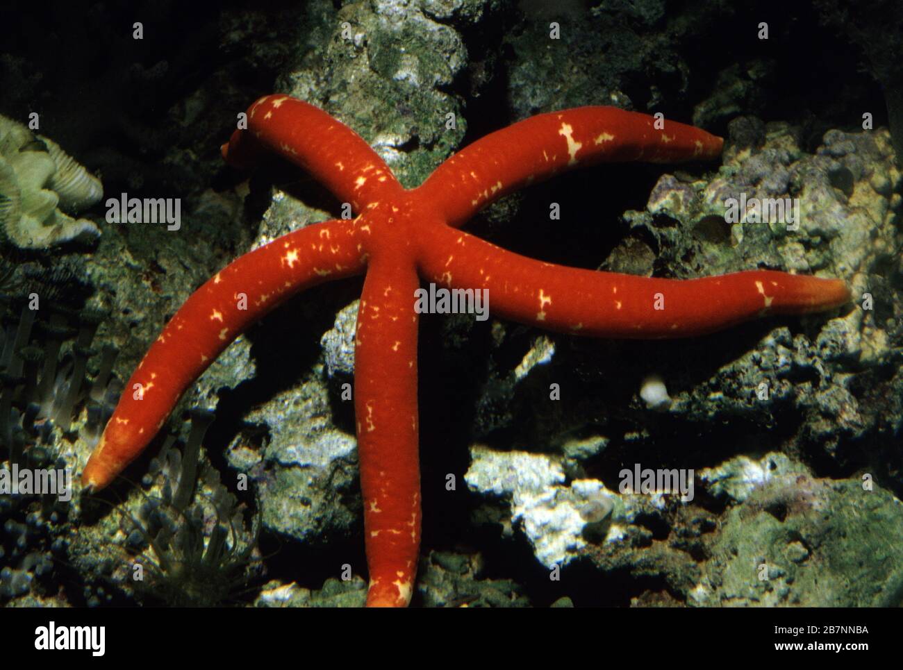 Spotted red sea star, Linckia multifora Stock Photo