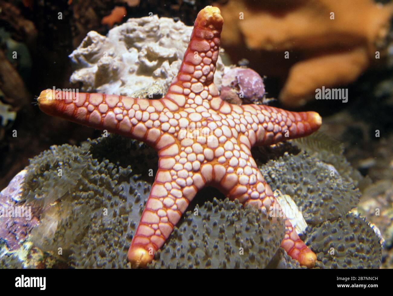 Red starfish fromia elegans hires stock photography and images Alamy
