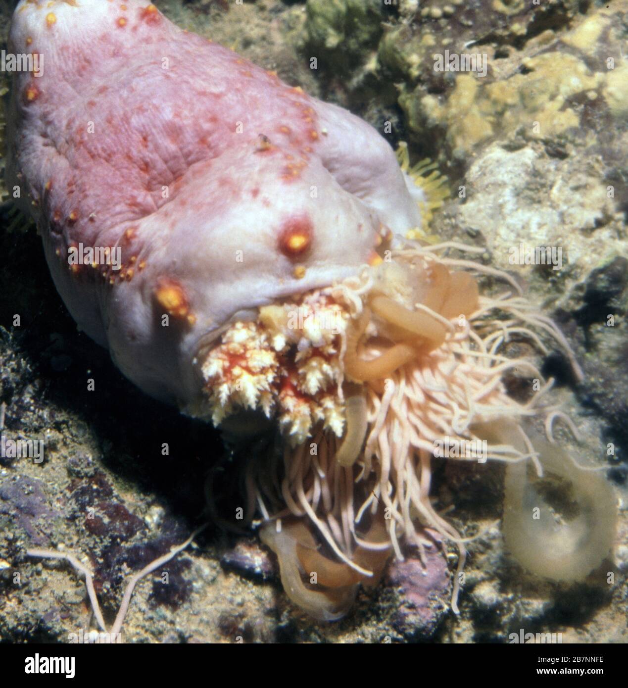 Cuvierian tubules discharged as defence by a sea cucumber (Pseudocolochirus) Stock Photo